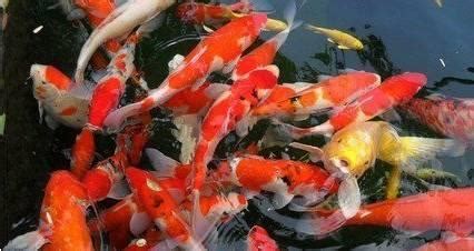 金魚養幾條|2024年最旺財金魚數量揭秘